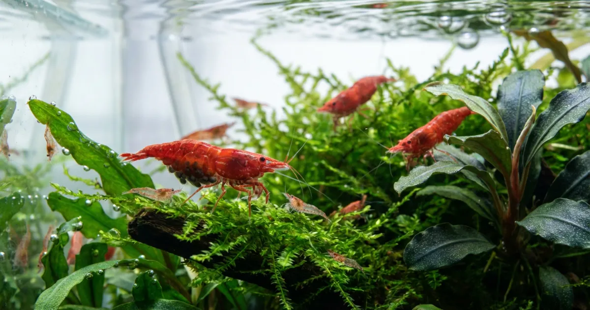 Cherry Shrimp Breeding - Panduan Lengkap Budidaya Udang Hias untuk Pemula